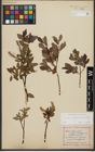 Foto von Salix waldsteiniana Willd.